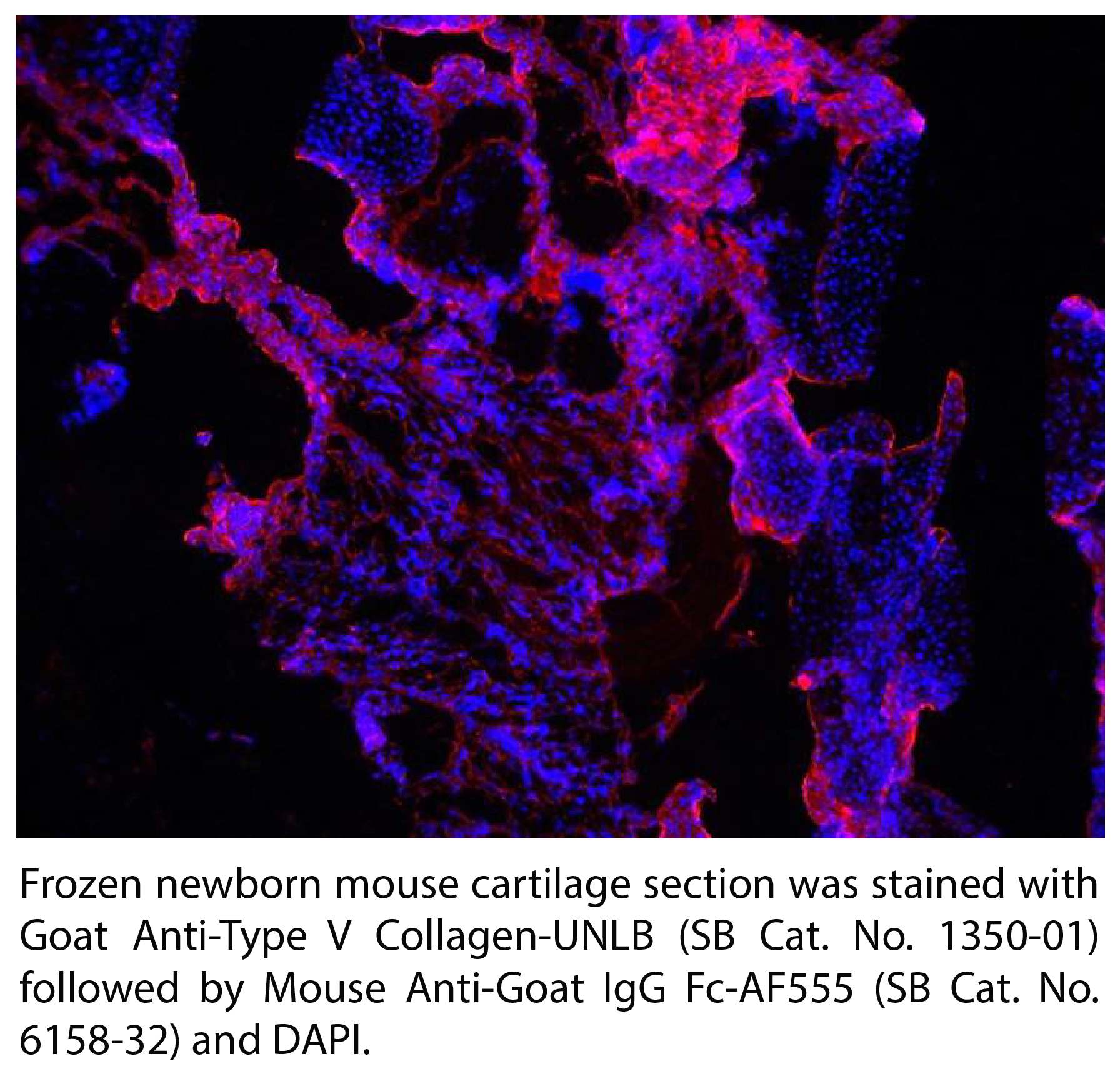 Mouse Anti-Goat IgG Fc-AF555 - 0.1 mg