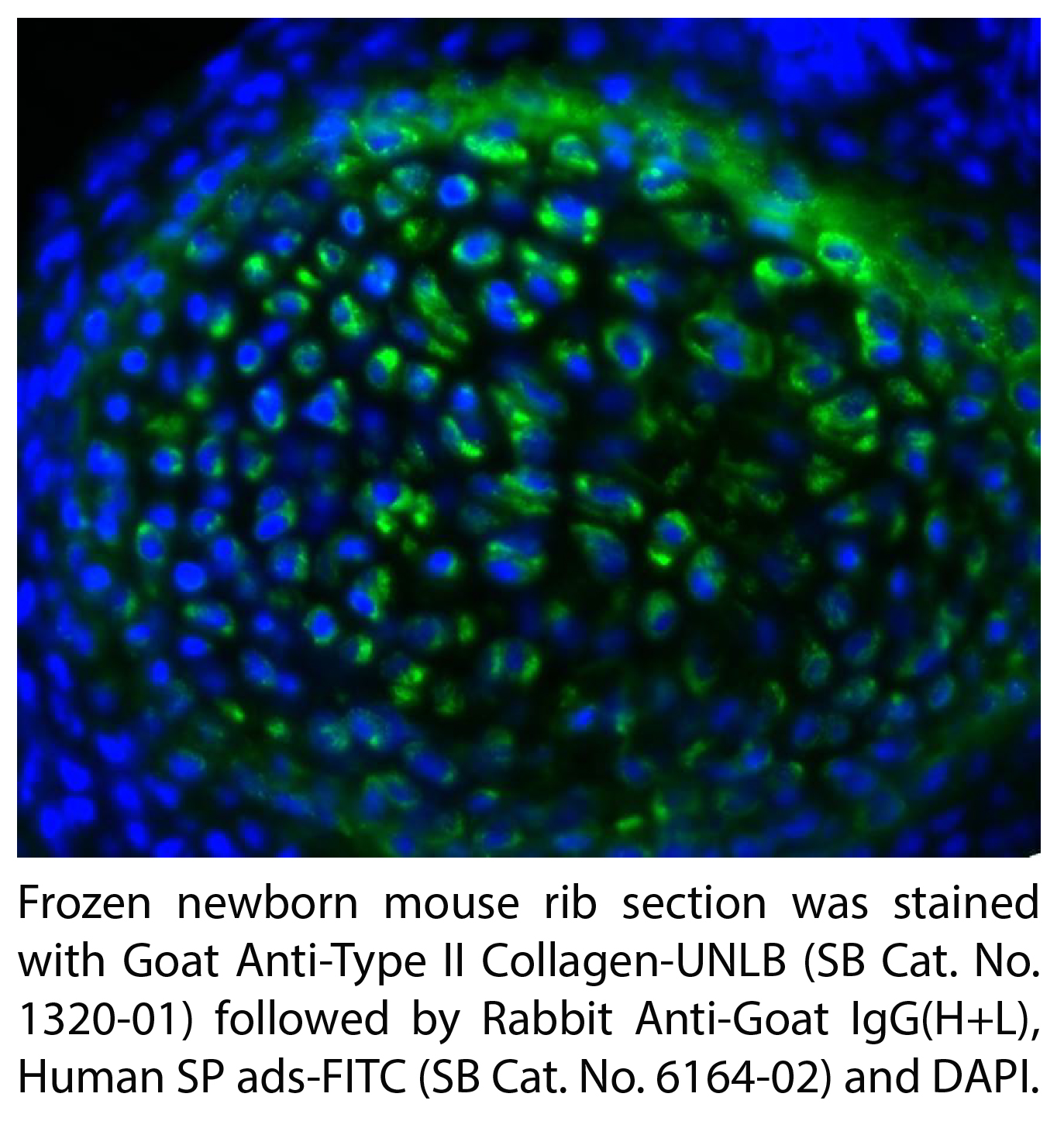 Rabbit Anti-Goat IgG(H+L), Human SP ads-FITC - 1.0 mg