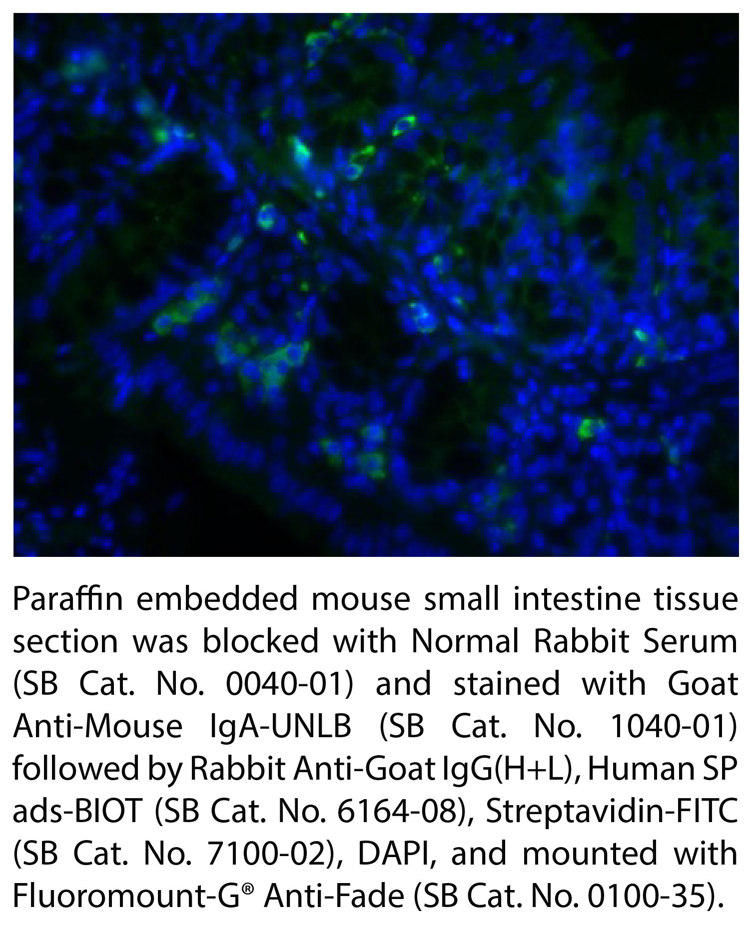 Rabbit Anti-Goat IgG(H+L), Human SP ads-BIOT - 1.0 mg