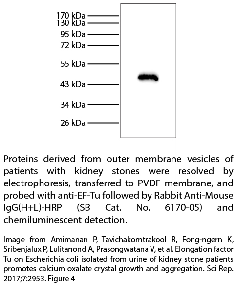 Rabbit Anti-Mouse IgG(H+L)-HRP - 1.0 mL