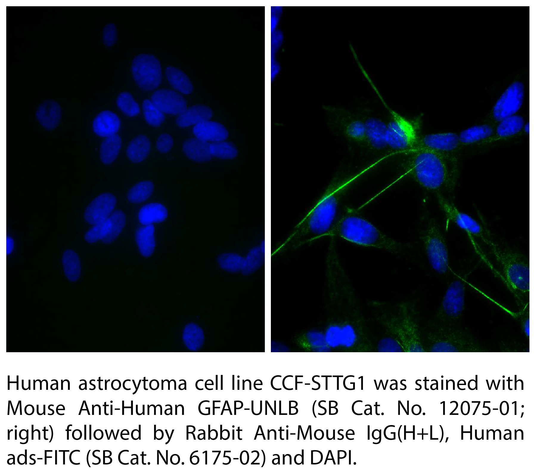 Rabbit Anti-Mouse IgG(H+L), Human ads-FITC - 1.0 mg