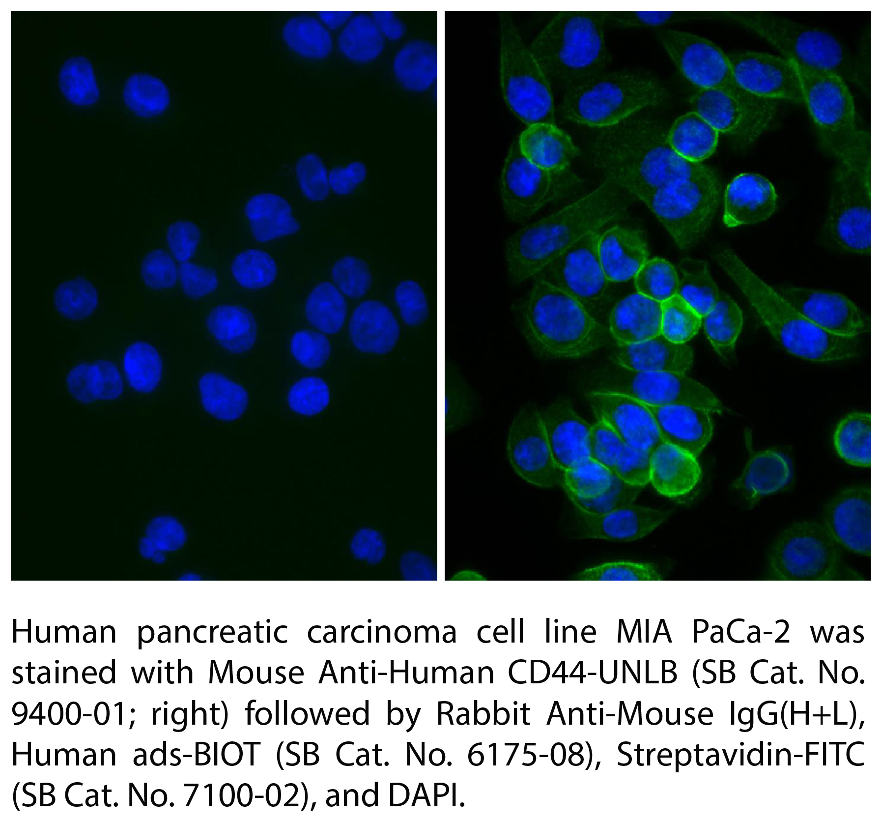 Rabbit Anti-Mouse IgG(H+L), Human ads-BIOT - 1.0 mg