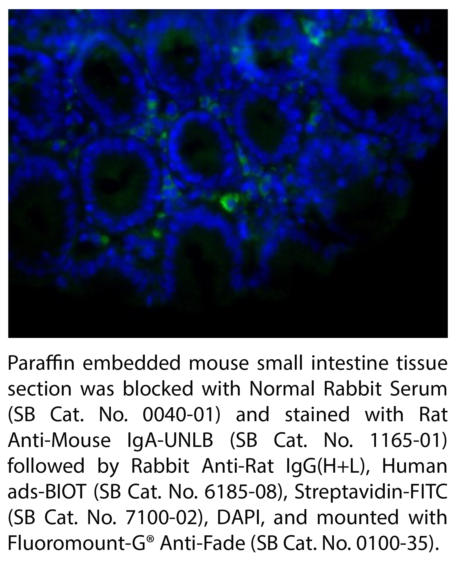 Rabbit Anti-Rat IgG(H+L), Human ads-BIOT - 1.0 mg