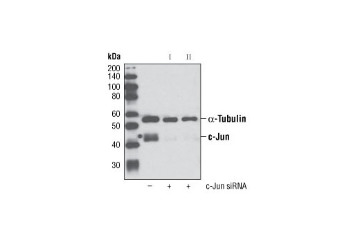 SignalSilence® c-Jun siRNA I - 300 ul