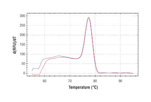 SimpleChIP® Human KLK2 Intron 1 Primers - 500 ul