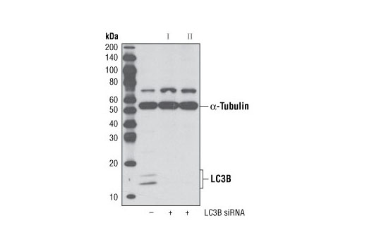 SignalSilence® LC3B siRNA II - 300 ul