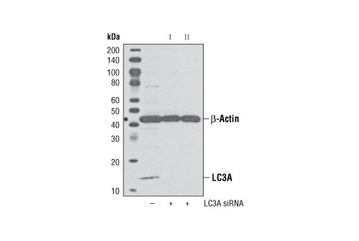 SignalSilence® LC3A siRNA I - 300 ul