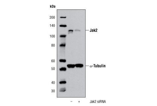 SignalSilence® Jak2 siRNA I - 300 ul