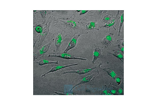 SignalSilence® Control siRNA (Fluorescein Conjugate) - 60 ul