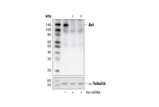 SignalSilence® Axl siRNA I - 300 ul