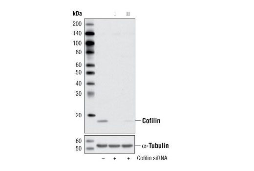 SignalSilence® Cofilin siRNA I - 300 ul