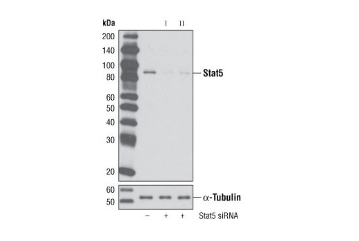 SignalSilence® Stat5 siRNA I - 300 ul