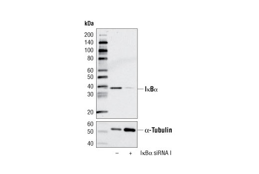 SignalSilence® IκBα siRNA I - 300 ul