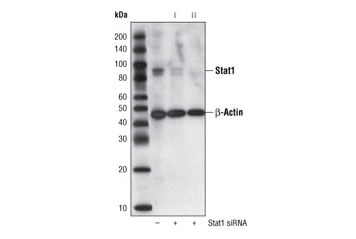 SignalSilence® Stat1 siRNA I - 300 ul