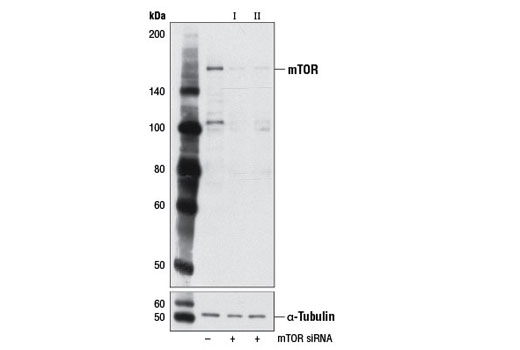 SignalSilence® mTOR siRNA I (Mouse Specific) - 300 ul