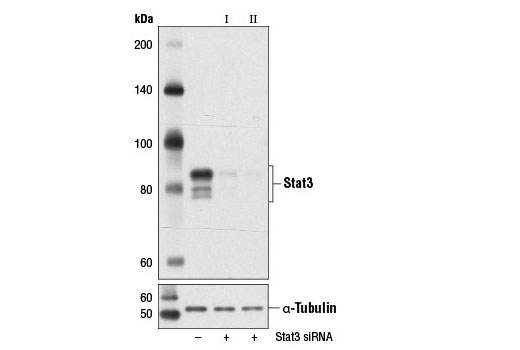 SignalSilence® Stat3 siRNA I (Mouse Specific) - 300 ul