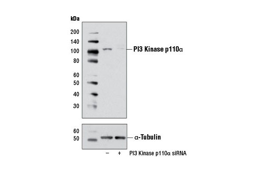 SignalSilence® PI3 Kinase p110α siRNA I - 300 ul