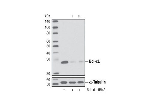 SignalSilence® Bcl-xL siRNA I - 300 ul