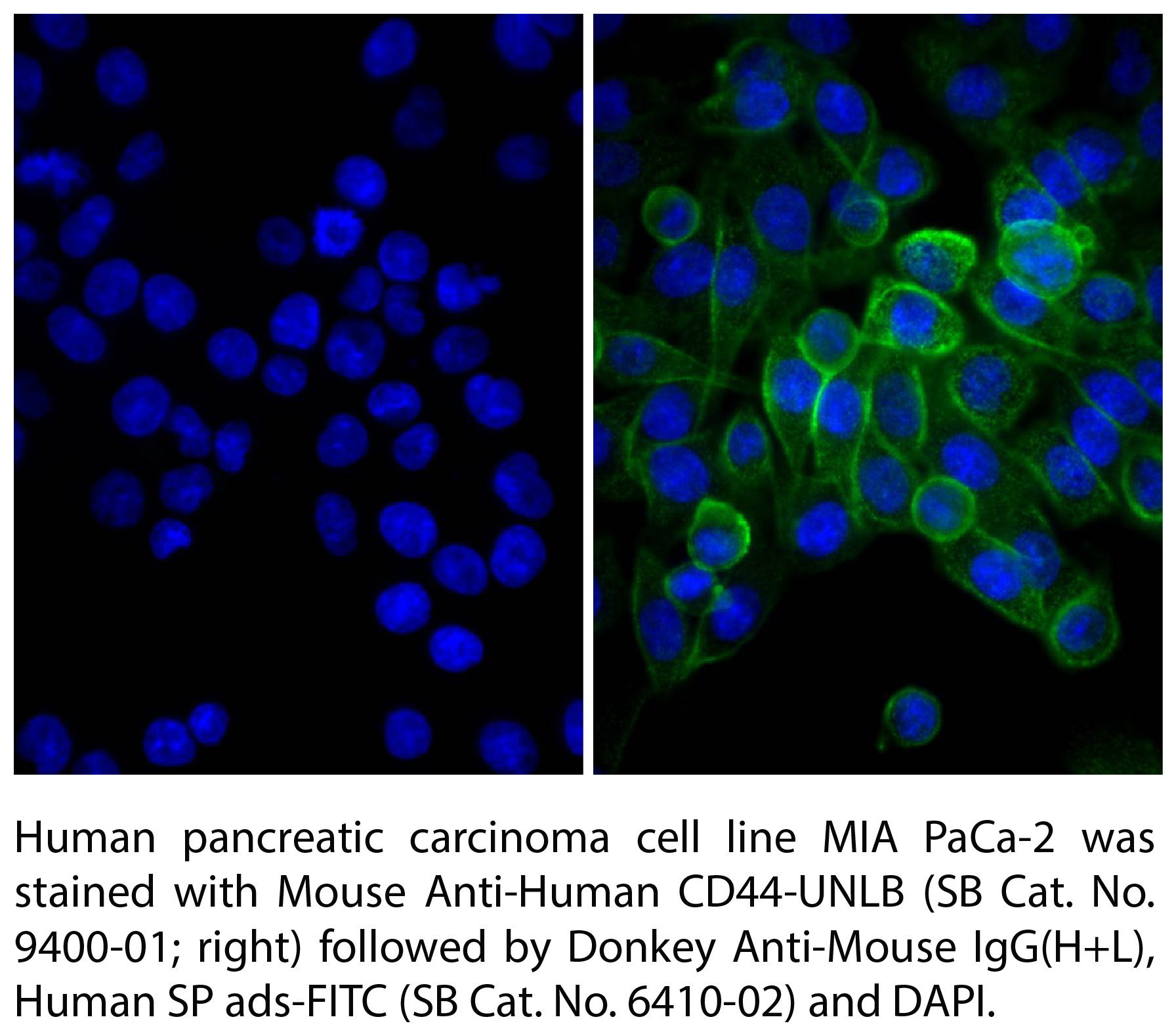 Donkey Anti-Mouse IgG(H+L), Human SP ads-FITC - 1.0 mg