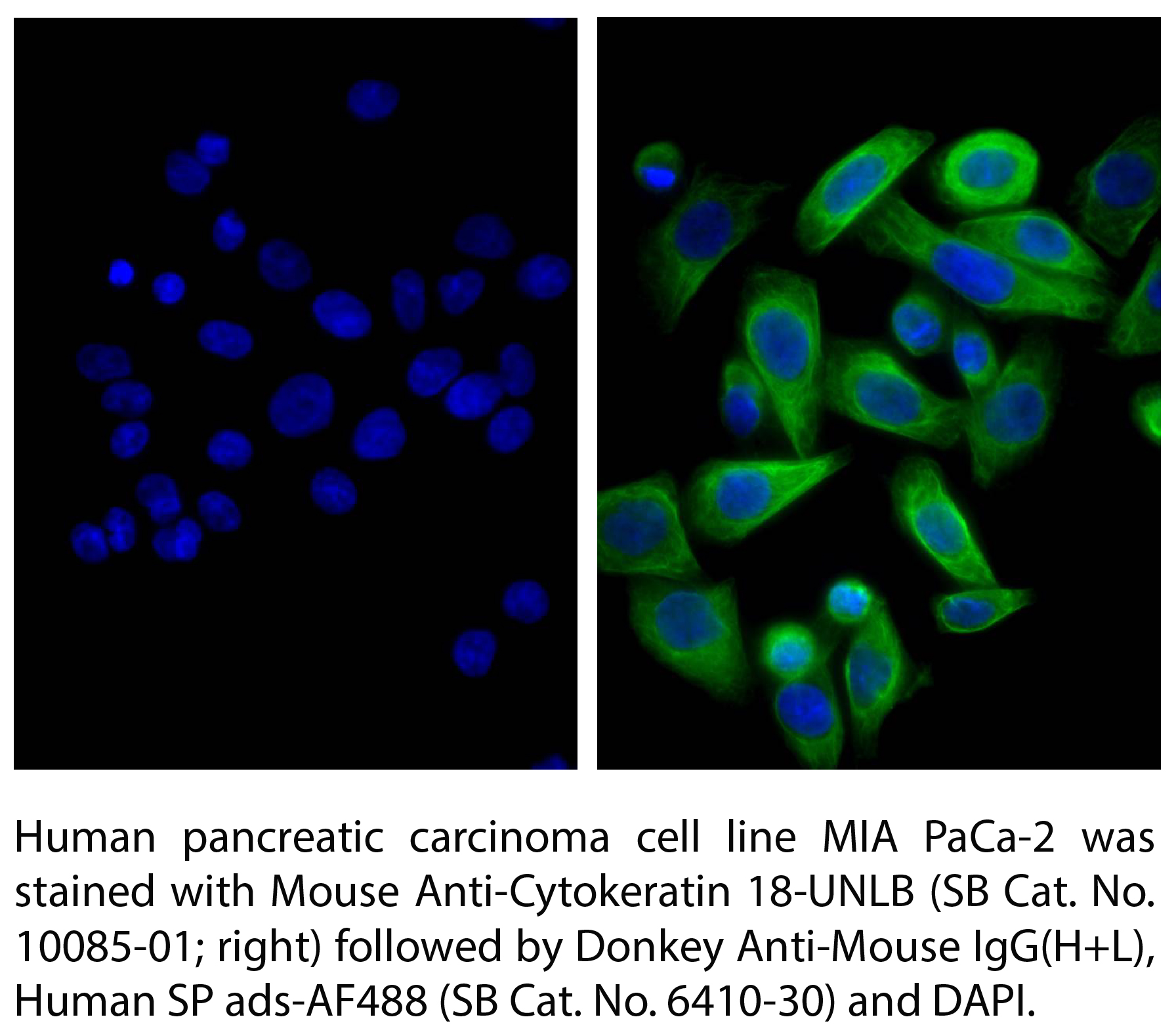 Donkey Anti-Mouse IgG(H+L), Human SP ads-AF488 - 1.0 mg