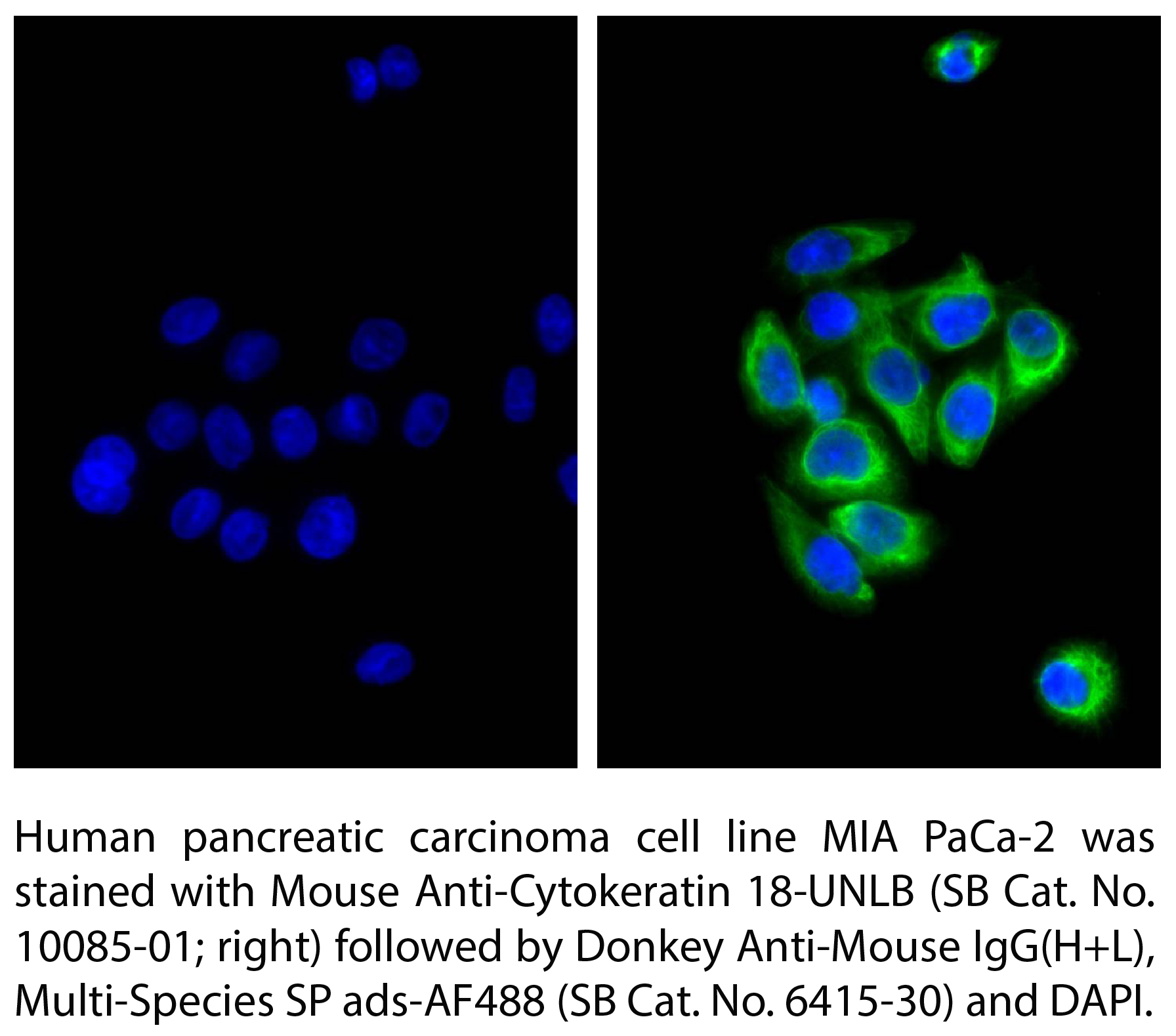 Donkey Anti-Mouse IgG(H+L), Multi-Species SP ads-AF488 - 1.0 mg