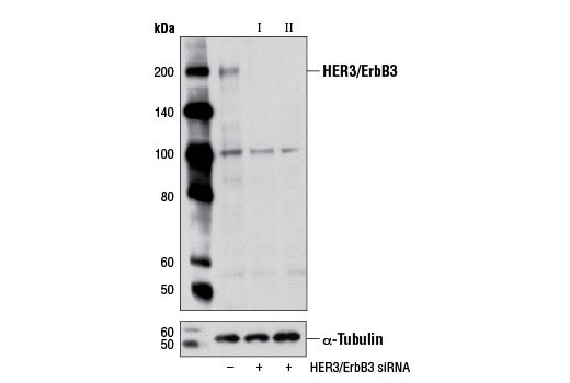 SignalSilence® HER3/ErbB3 siRNA II - 300 ul