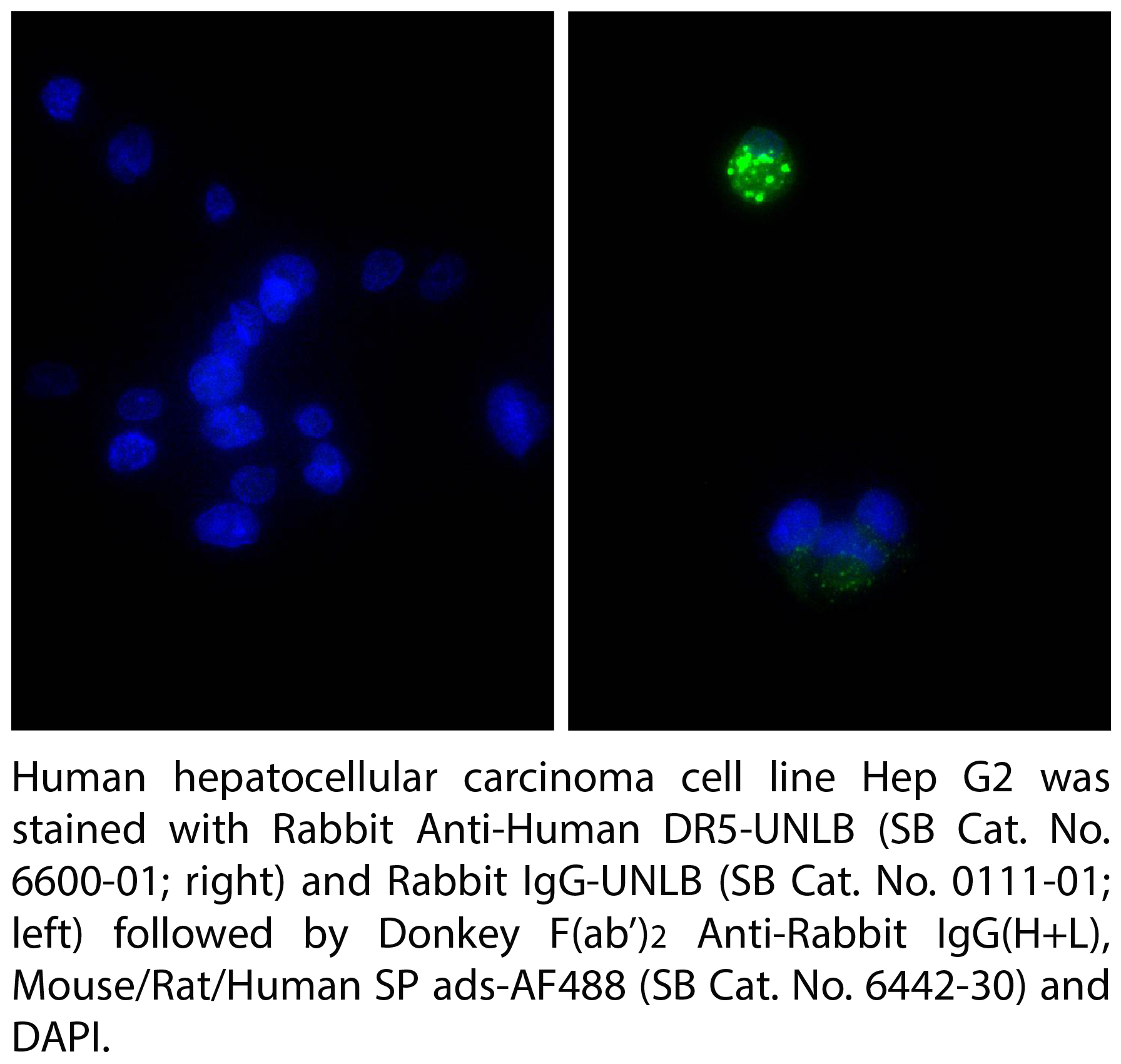 Donkey Anti-Rabbit IgG(H+L), Multi-Species SP ads-AF488 - 1.0 mg