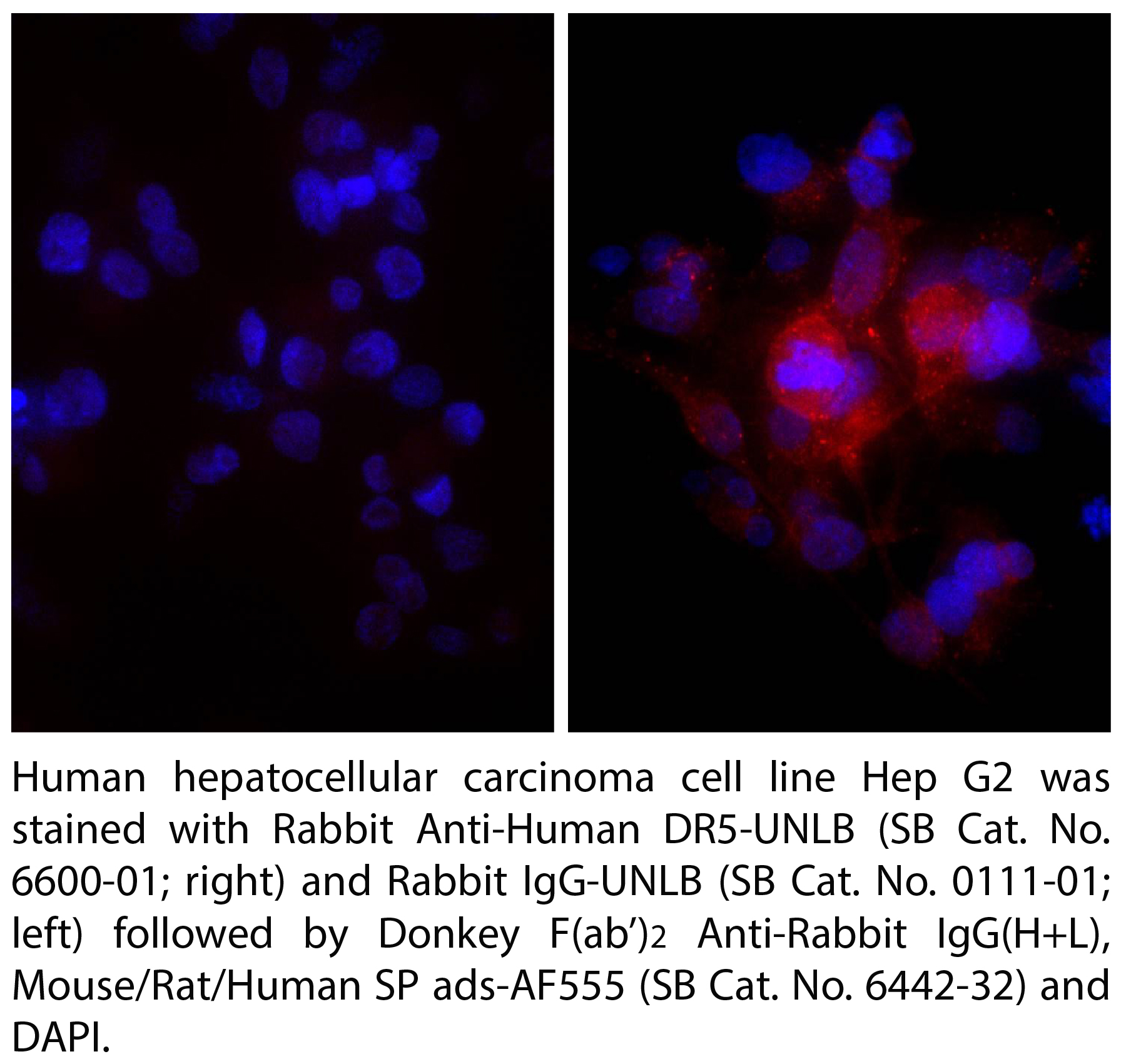 Donkey Anti-Rabbit IgG(H+L), Multi-Species SP ads-AF555 - 1.0 mg