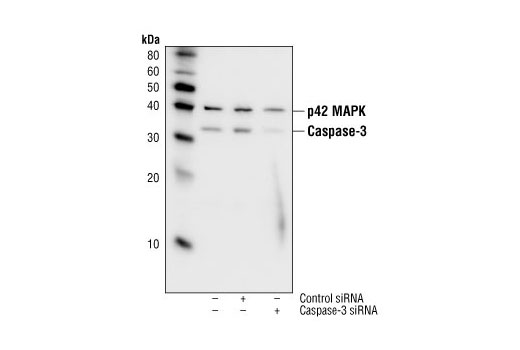 SignalSilence® Caspase-3 siRNA I - 300 ul