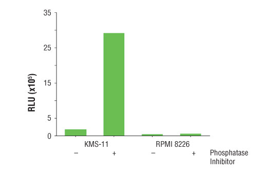 PathScan® Phospho-FGF Receptor 3 (panTyr) Chemiluminescent Sandwich ELISA Kit - 1 Kit