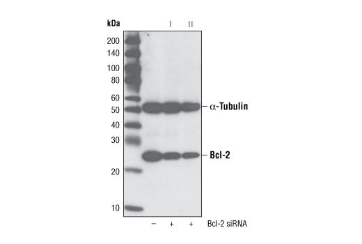 SignalSilence® Bcl-2 siRNA II - 300 ul