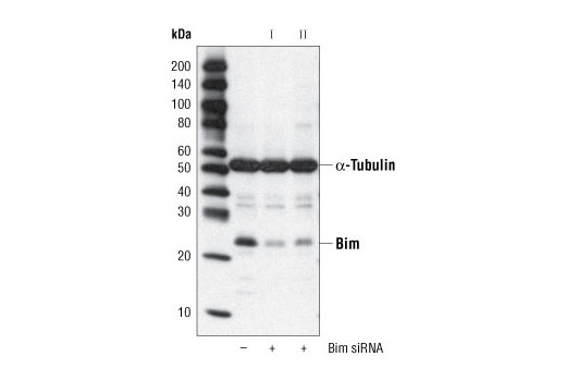 SignalSilence® Bim siRNA I - 300 ul