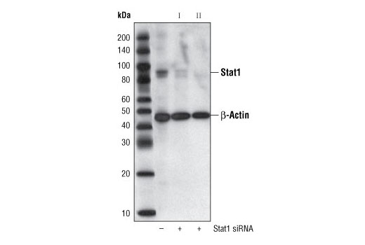 SignalSilence® Stat1 siRNA II - 300 ul