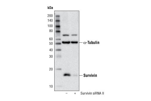 SignalSilence® Survivin siRNA II - 300 ul