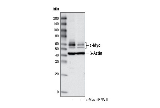 SignalSilence® c-Myc siRNA II - 300 ul