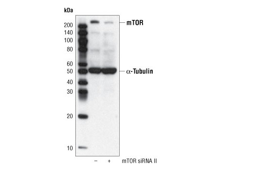 SignalSilence® mTOR siRNA II - 300 ul