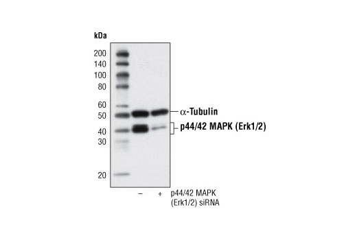 SignalSilence® p44/42 MAPK (Erk1/2) siRNA - 300 ul