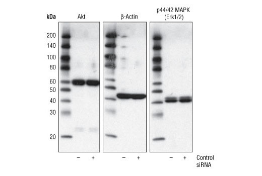 SignalSilence® Control siRNA (Unconjugated) - 150 ul