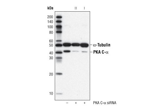 SignalSilence® PKA C-α siRNA I - 300 ul