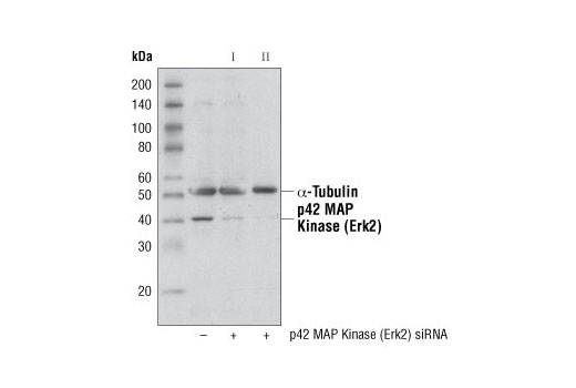 SignalSilence® p42 MAP Kinase (Erk2) siRNA II - 300 ul