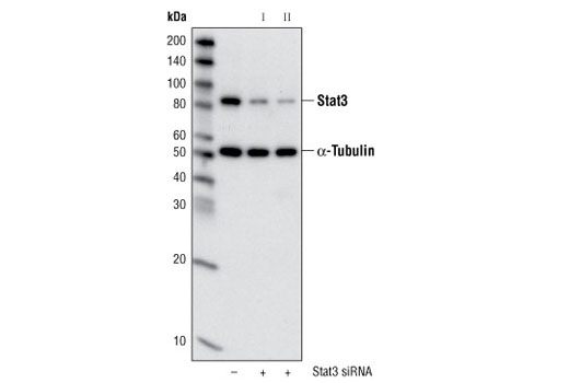 SignalSilence® Stat3 siRNA II - 300 ul