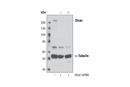 SignalSilence® Dicer siRNA I - 300 ul