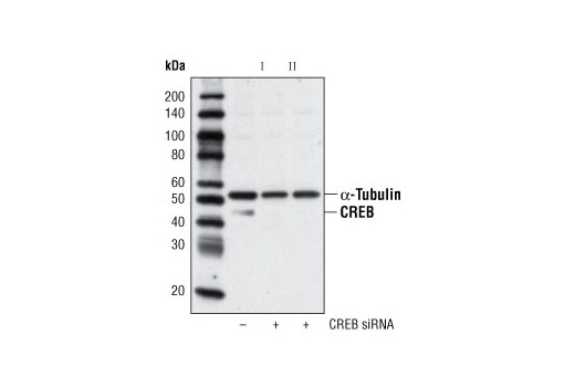 SignalSilence® CREB siRNA I - 300 ul