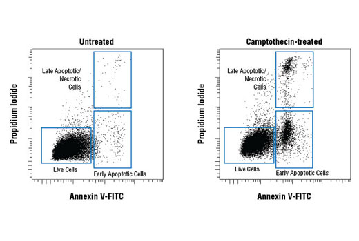 Annexin V-FITC Early Apoptosis Detection Kit - 1 Kit