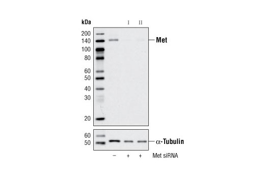 SignalSilence® Met siRNA II - 300 ul