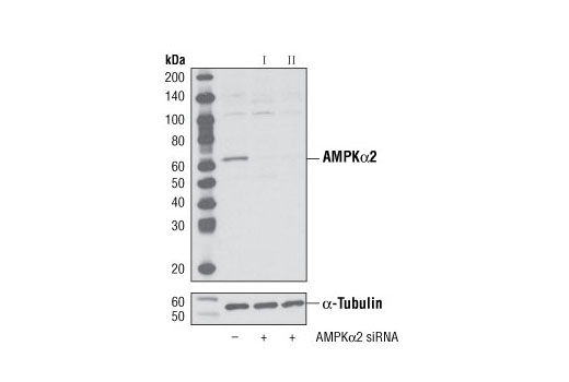 SignalSilence® AMPKα2 siRNA II - 300 ul