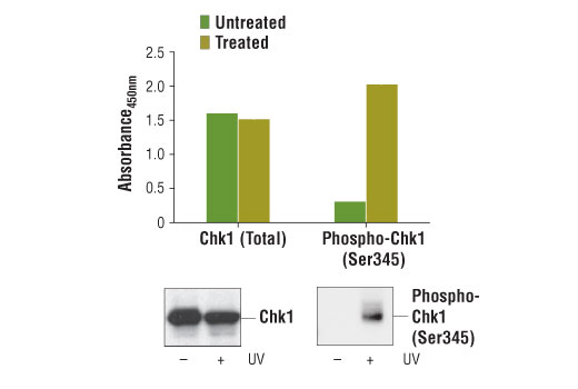 PathScan® Phospho-Chk1 (Ser345) Sandwich ELISA Kit - 1 Kit