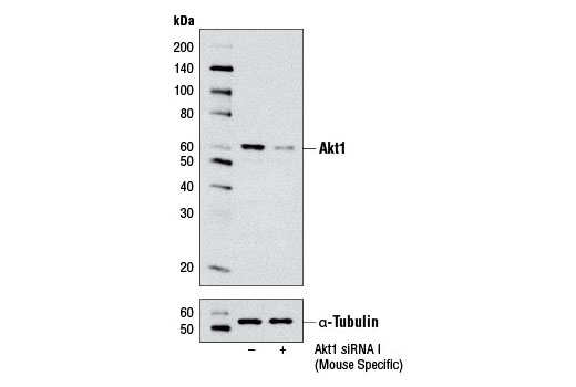 SignalSilence® Akt1 siRNA I (Mouse Specific) - 300 ul