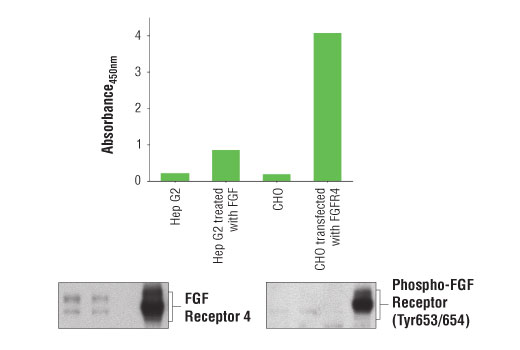 PathScan® Phospho-FGF Receptor 4 (panTyr) Sandwich ELISA Kit - 1 Kit