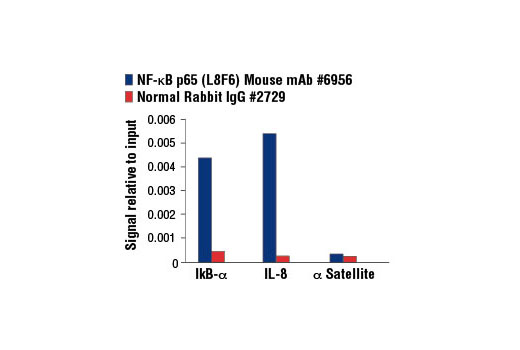 NF-κB Family Member Antibody Sampler Kit - 1 Kit